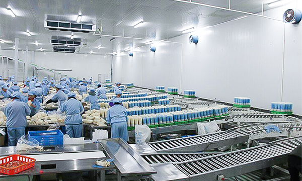 食用菌种植净化工程