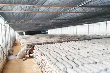 食用菌生产车间